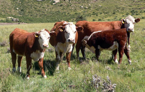 KRM Hereford Cows