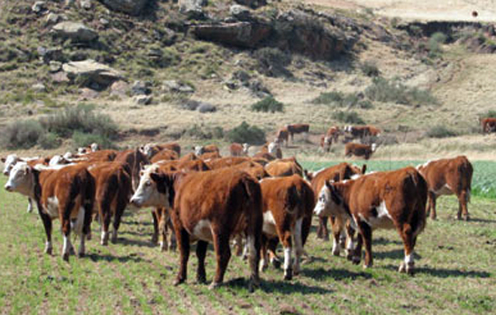 KRM Hereford Cows