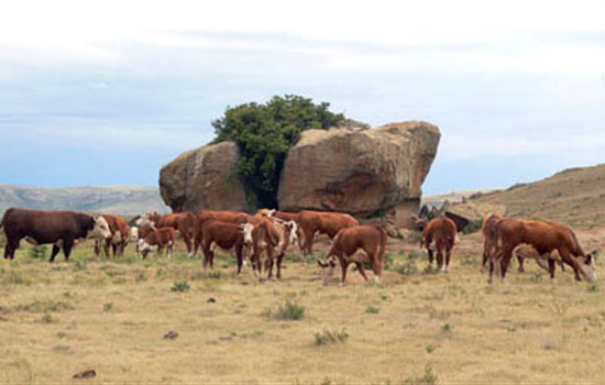 KRM Hereford Cows