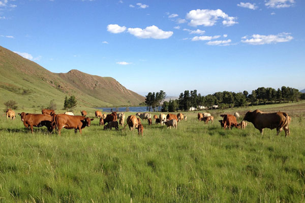 KRM Hereford Cows