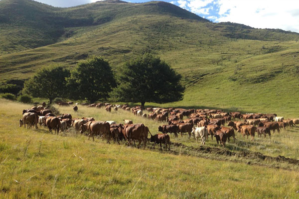 KRM Hereford Cows