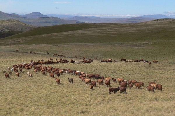 KRM Hereford Cows