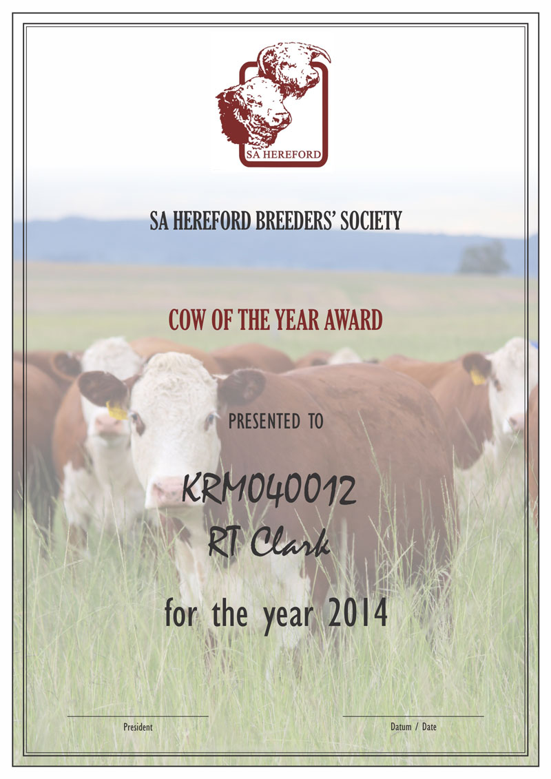 KRM Hereford Cow of the Year 2014