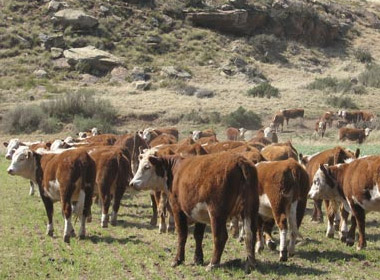 KRM Hereford Cows