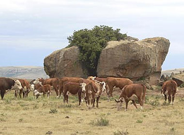 KRM Hereford Herd