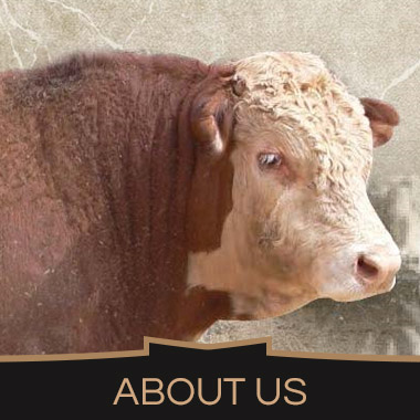 About KRM Hereford Stud